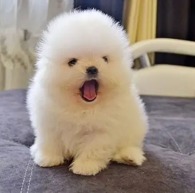 免费领养迷你博美幼犬5