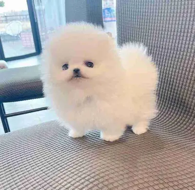 REGALO CACHORRO DE POMERANIA MINI PARA ADOPCION7