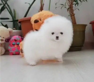 REGALO CACHORRO DE POMERANIA MINI PARA ADOPCION8