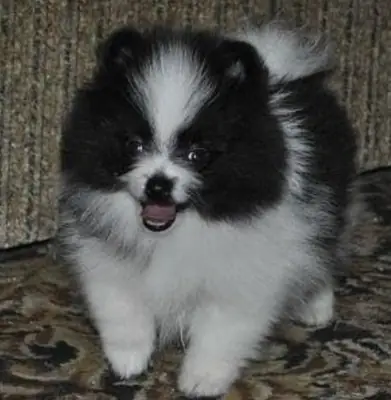 FREE MINI POMERANIAN PUPPY FOR ADOPTION8