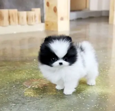 免费领养迷你博美幼犬