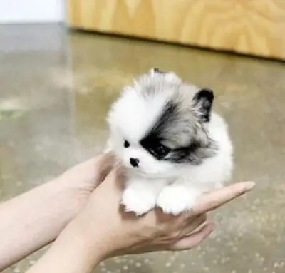 ÜCRETSİZ MİNİ POMERANYAN YAVRUSU SAHİPLENDİRİLECEK