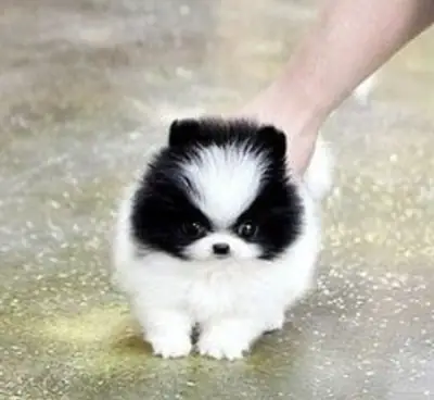 REGALO CACHORRO DE POMERANIA MINI PARA ADOPCIONz
