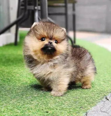 ÜCRETSİZ MİNİ POMERANYAN YAVRUSU SAHİPLENDİRİLECEK