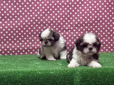 Cachorros Shih Tzu (macho y hembra) en regalo