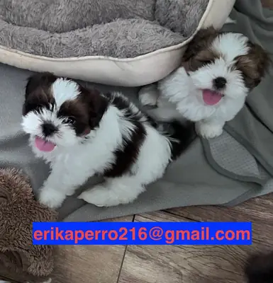西施犬幼犬（公犬和母犬）赠送
