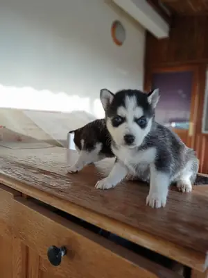 免费赠送哈士奇幼犬（公母都有）。