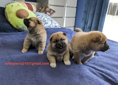 柴犬幼犬（雄性和雌性）赠送