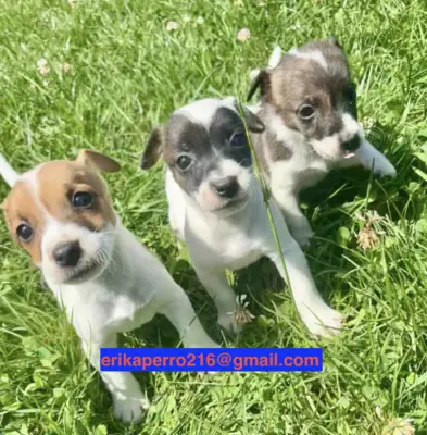 Jack Russell Terrier Yavruları (erkek ve dişi) hediye