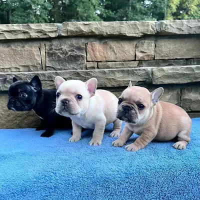 Cachorros de Bulldog Francés (macho y hembra) en Regalo