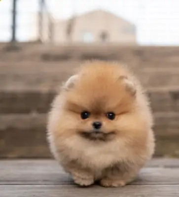 Free Pomeranian Mini puppy