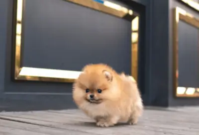 Free Pomeranian Mini puppy