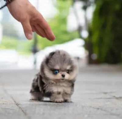 Regalo cachorro de Pomeranian Mini q