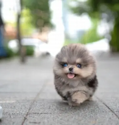 Ücretsiz olarak verilebilecek çok güzel bir Mini Pomeranian yavrusu.