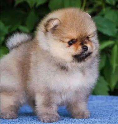 Regalo cachorro de Pomeranian Mini vt