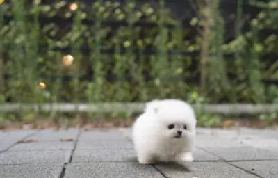 免费赠送博美迷你幼犬