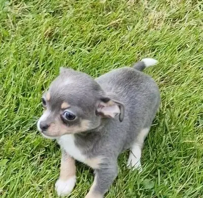 Cachorros de Chihuahua (macho y hembra) en Regalo
