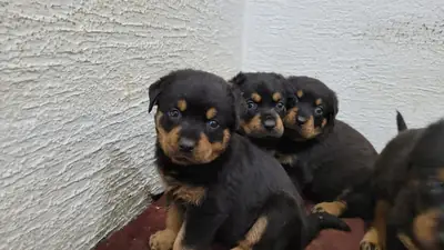 Chiots Rottweiler (mâles et femelles) gratuits