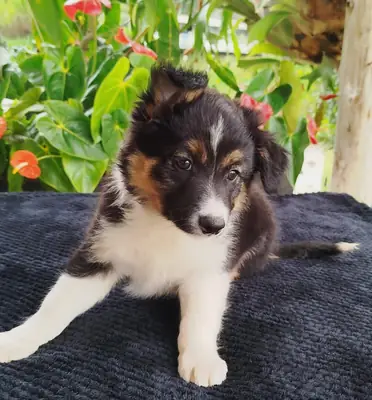 Chiots Border Collie (mâles et femelles) à donner gratuitement