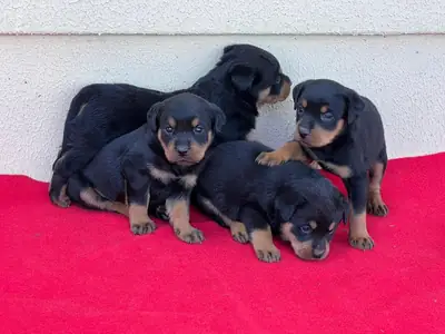 Gift male and female Rottweiler puppies