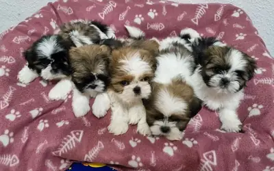 Gift male and female Shih Tzu puppies
