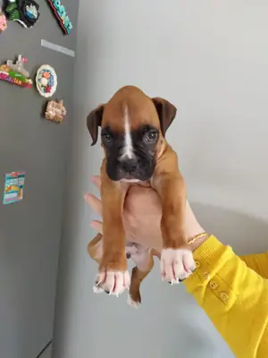 Gift male and female Boxer puppies