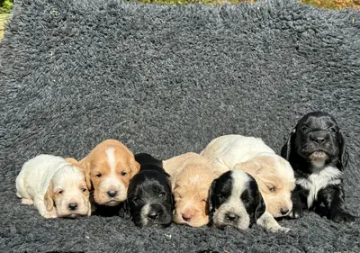 Chiots Cocker Spaniel mâles et femelles à offrir
