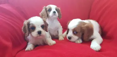 Gift male and female Cavalier King Charles Spaniel puppies