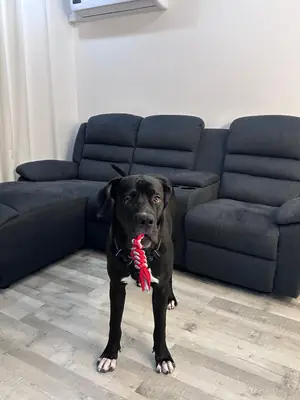 Gran danés macho de 1 año y 3 meses