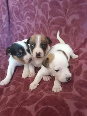 Cachorros Jack Russell Terrier (macho y hembra) en regalo