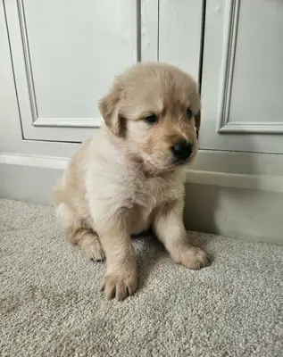 免费赠送金毛寻回犬幼犬（公犬和母犬）。