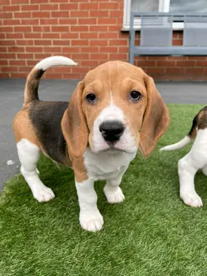 Cachorros de Beagle (macho y hembra) en regalo