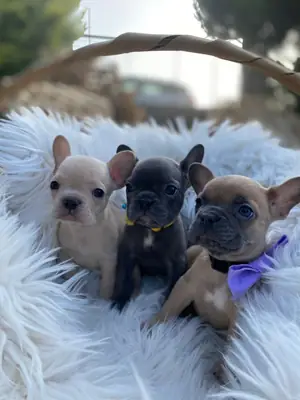 免费赠送法国斗牛犬幼犬（公母都有）。