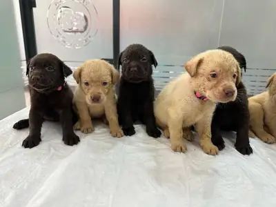 Cachorros de Labrador Retriever (macho y hembra) en Regalo