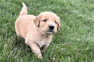 Gift male and female Golden Retriever puppies