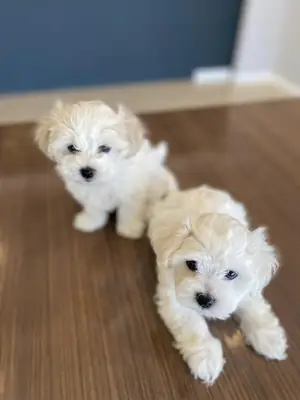 Gift male and female Maltese puppies