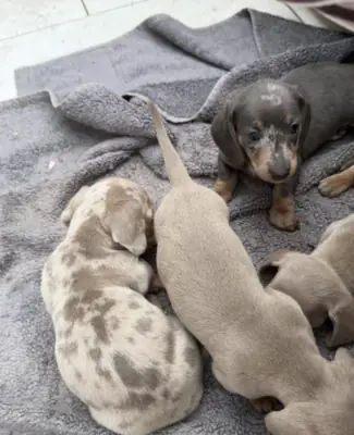 Gift male and female Dachshund puppies