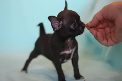 Gift male and female Chihuahua puppies