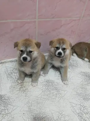 Gift male and female Akita puppies