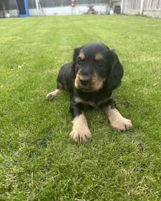 赠送公可卡犬幼犬和母可卡犬幼犬