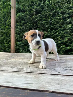 Gift male and female Jack Russell Terrier puppies