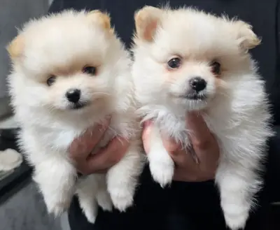 Adorables cachorros de Pomerania