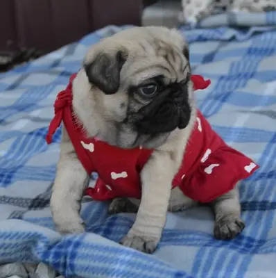 Hermosos cachorros de pug, listos ahora.