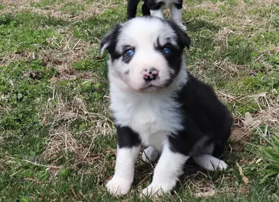 Hermosos cachorros de Border Collie, machos y hembras.