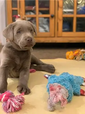 Adorables cachorros de labrador registrados en el KC en venta