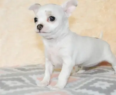 在充满爱的家庭中长大的漂亮吉娃娃幼犬
