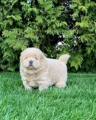 🧸🐾 Çok güzel Chow Chow yavruları 🐾🧸