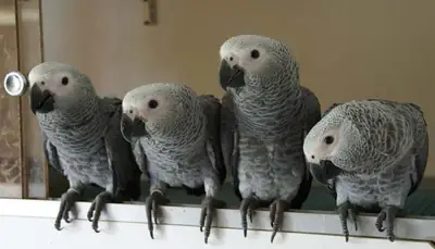 African Grey Parrot