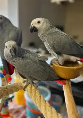 Superbes perroquet d'Afrique 