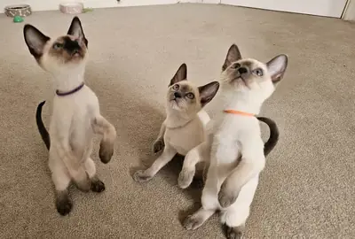 Wonderful Siamese Kittens Ready to leave